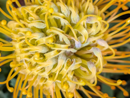 Close up of yellow pincushion protea flower in bloom