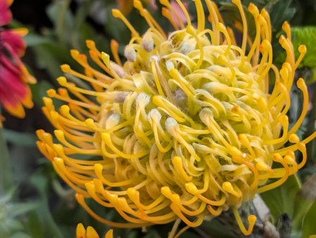 Close up of yellow protea flower. Protea cynaroidesの写真素材
