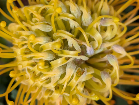 Macro shot of yellow pincushion protea flower.の写真素材