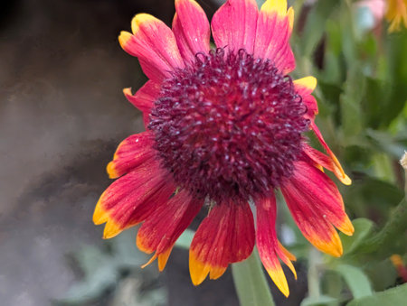 Red flower of Gaillardia pulcherrima in the gardenの写真素材