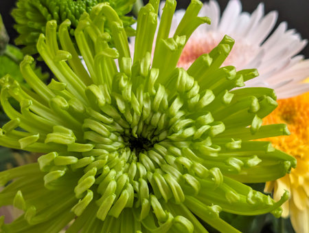 Green chrysanthemum flower close-up. Shallow depth of fieldの写真素材