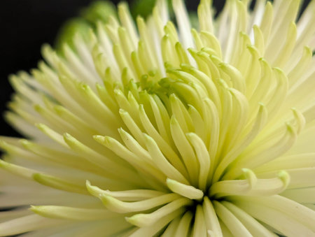 Close up of white chrysanthemum flower with green petalsの写真素材