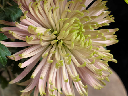 chrysanthemum very nice colorful autumn garden flower close upの写真素材