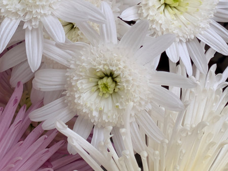 White chrysanthemums in a bouquet close-upの写真素材
