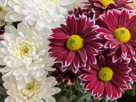 Colorful chrysanthemum flowers as background, close upの写真素材