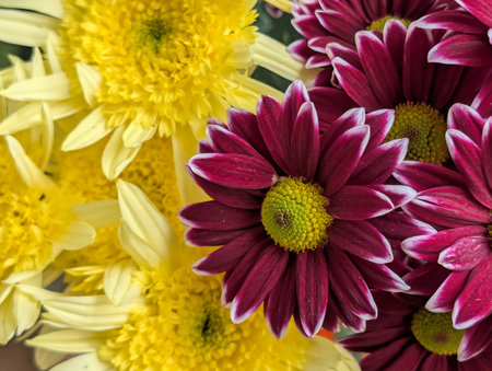 Colorful chrysanthemum flowers as a background. Macroの写真素材