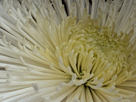 White chrysanthemum close-up. Macro photography.の写真素材