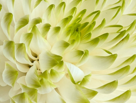 White chrysanthemum flower close-up macro photography.の写真素材
