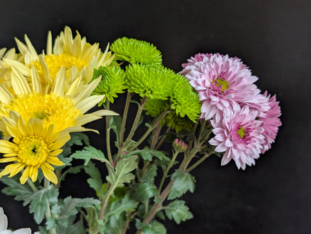 Colorful chrysanthemum flowers on a black background.の写真素材