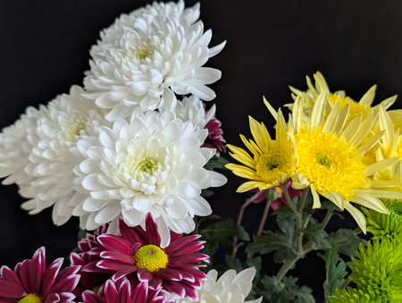beautiful chrysanthemum flowers on black background close upの写真素材