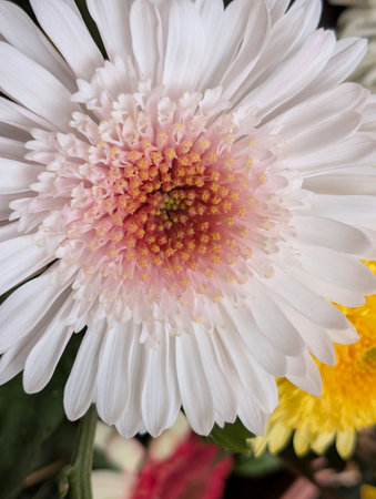 White chrysanthemum in a garden, close up shotの写真素材
