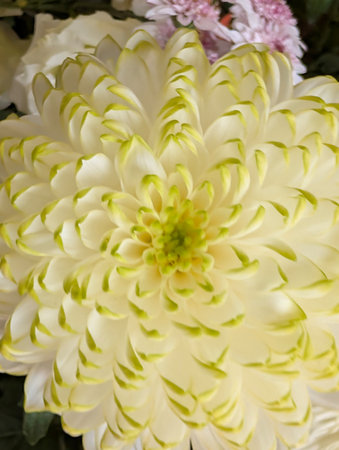 Close up of white chrysanthemum in a bouquetの写真素材