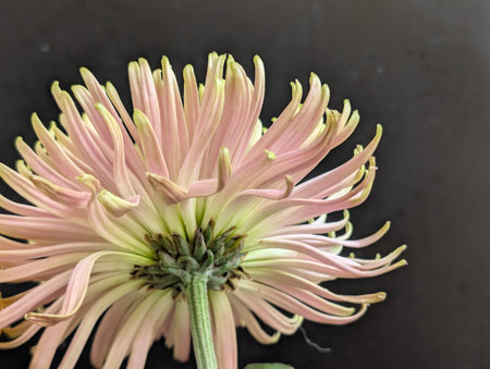 Pink chrysanthemum flower on black background, stock photoの写真素材