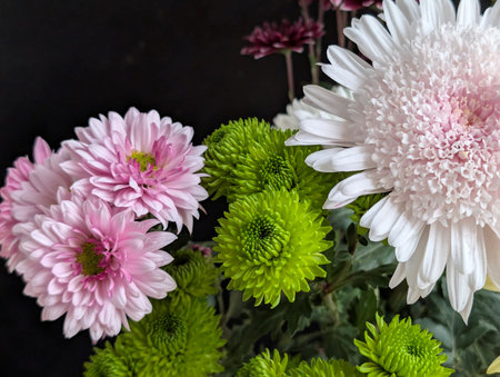 Bouquet of chrysanthemum flowers on black backgroundの写真素材