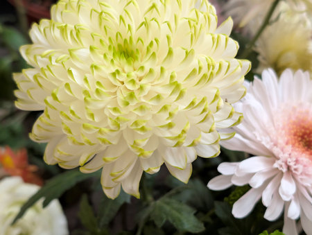 White chrysanthemum in a bouquet close-upの写真素材