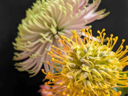 Close up of a pincushion protea flower on black backgroundの写真素材
