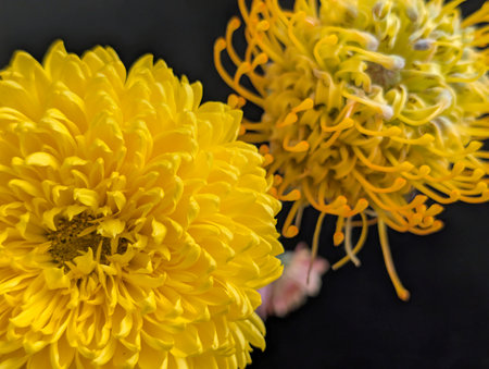 Yellow chrysanthemums on a black background close-upの写真素材