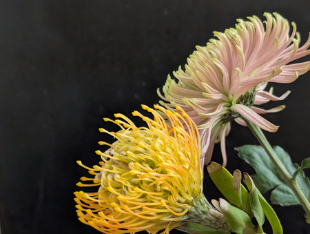 Beautiful yellow and pink pincushion protea flower on black backgroundの写真素材