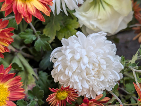 White chrysanthemum with red and yellow flowers in a flower shop