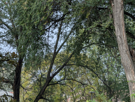 Trees with green leaves in the city park in autumn season.