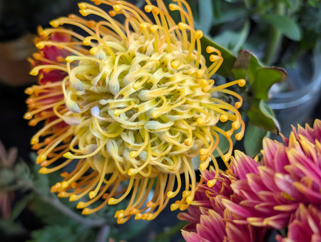 Close up of yellow pincushion protea flower blossom