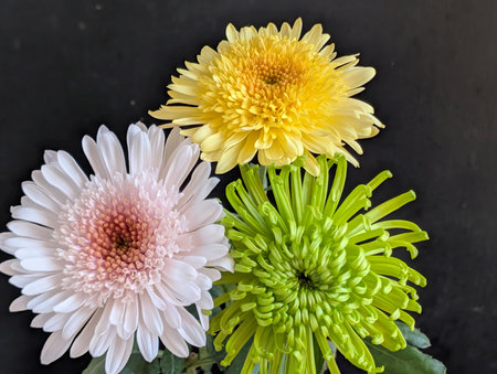 colorful chrysanthemum flowers on black background, top view