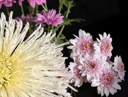 White and pink chrysanthemum flowers isolated on black backgroundの写真素材