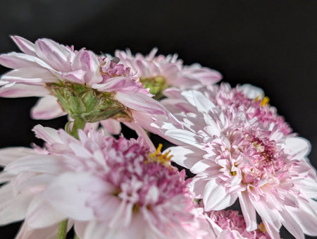 Pink chrysanthemum flowers on a black background close upの写真素材