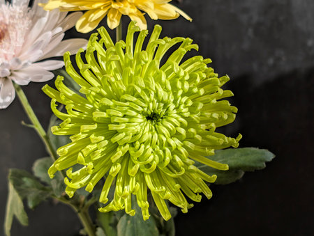 Green chrysanthemum flower on black background, closeupの写真素材