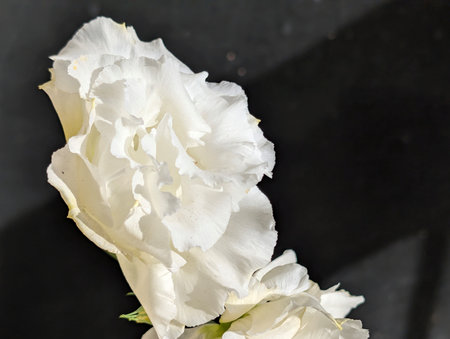 white freesia on a black background, closeup of photoの写真素材