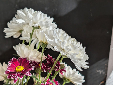 White and pink chrysanthemums on a black background.の写真素材