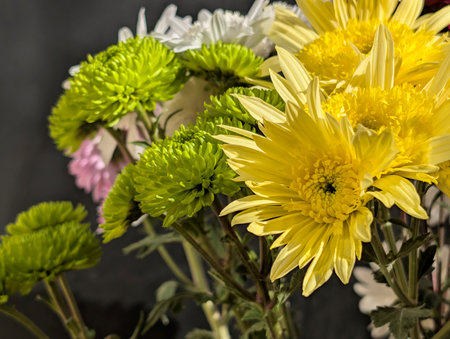 Bouquet of yellow and white chrysanthemums on black backgroundの写真素材