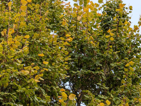 Leaves of linden tree in autumn, closeup of photo
