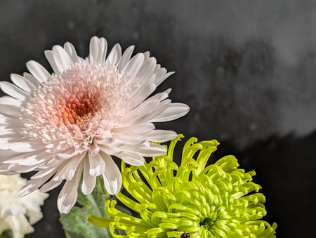 Chrysanthemum flower isolated on black background with copy spaceの写真素材