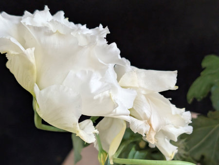 Beautiful white freesia on black background, close-upの写真素材