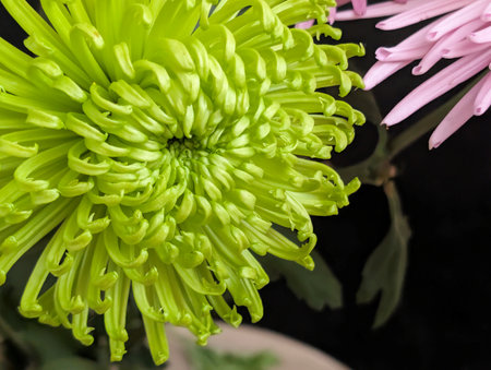 Green chrysanthemum flower isolated on black background close upの写真素材