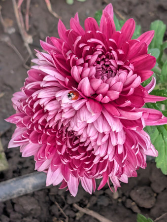 Pink chrysanthemum flower in the garden, close upの写真素材