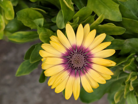 Close up of yellow and purple African daisy flower in the gardenの写真素材