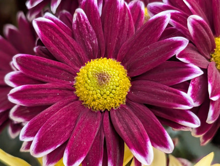 Close up of purple chrysanthemum flower in a garden