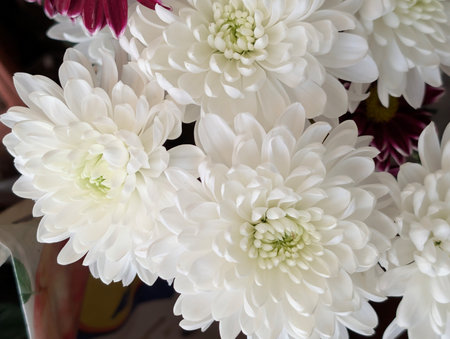 White chrysanthemum flowers in a vase, stock photoの写真素材