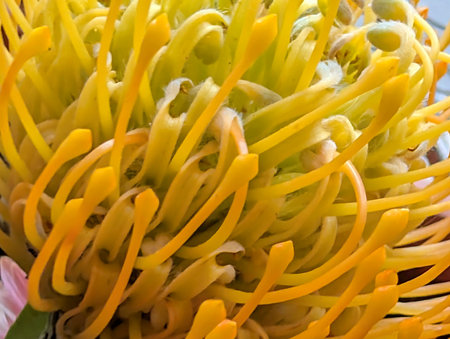 Close up of yellow pincushion protea flower petalsの写真素材