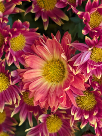 Colorful chrysanthemum flowers bloom in the garden.