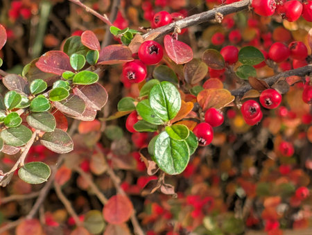 Red berries on a branch of a bush in the autumn forest.