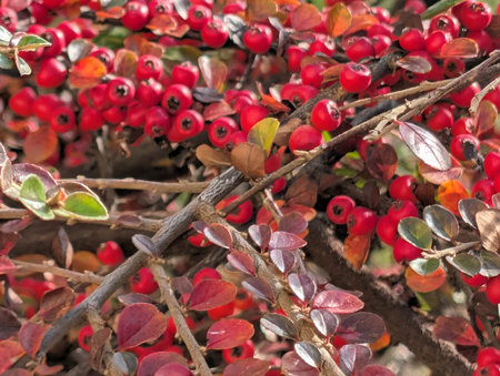 Hawthorn bush with red berries in autumn, close-up