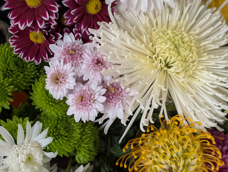 colorful chrysanthemum flowers in the market for saleの写真素材