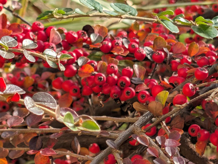 Red berries on the branches of a bush in the autumn season.