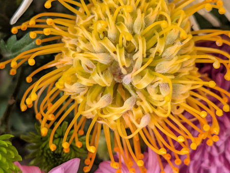 Close up of a yellow pincushion protea flower.