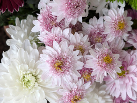 White and pink chrysanthemum flowers in a bouquetの写真素材