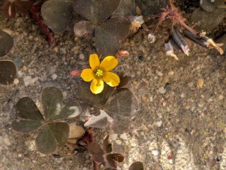 Close up of a small yellow flower in the middle of a rock