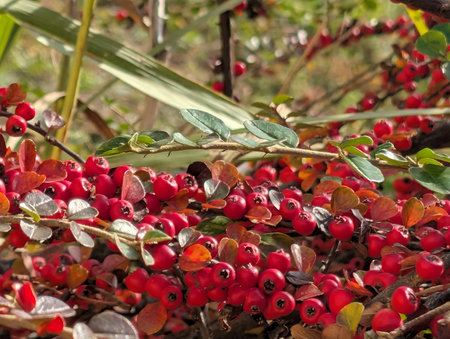 Hawthorn berries on a branch in autumn. Close-up.